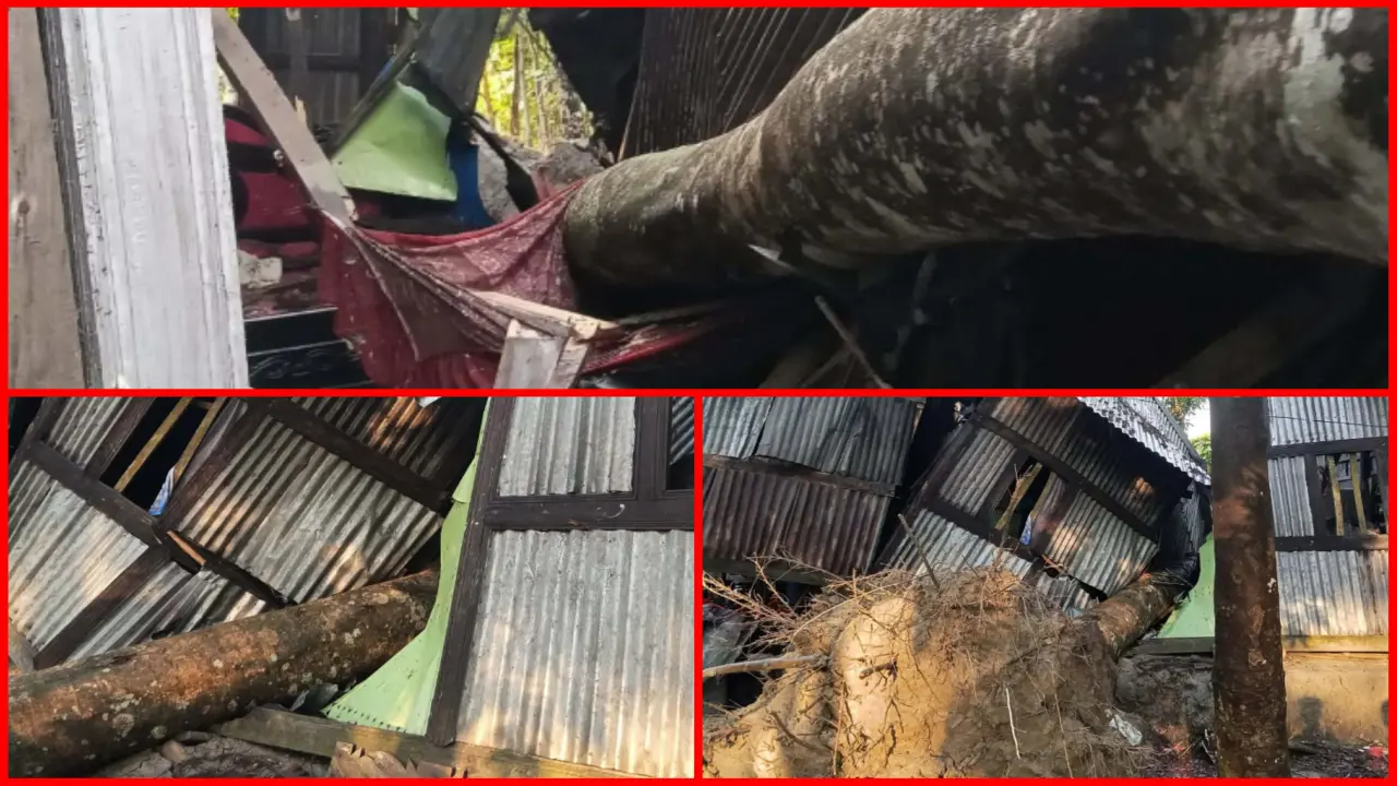 বানারীপাড়ায় কালবৈশাখী ঝড়ে ঘরের ওপর গাছ পড়ে গৃহবধু নিহত শিশুপুত্র গুরুতর আহত