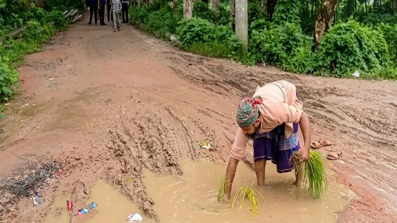বেহাল দুই সড়কে ধানের চারা    লাগিয়ে গ্রামবাসীর প্রতিবাদ