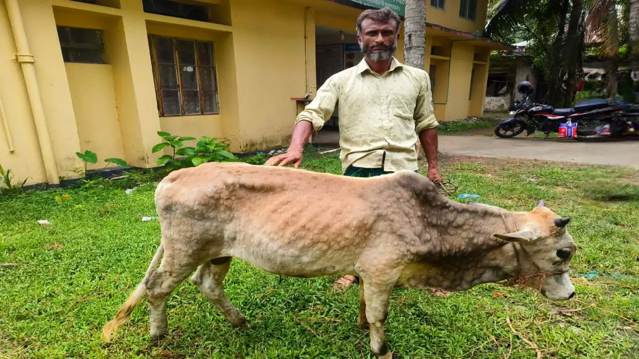 বরগুনাজুড়ে লাম্পি স্কিন ও ক্ষুরা রোগের তাণ্ডব, বিপর্যস্ত খামারিরা