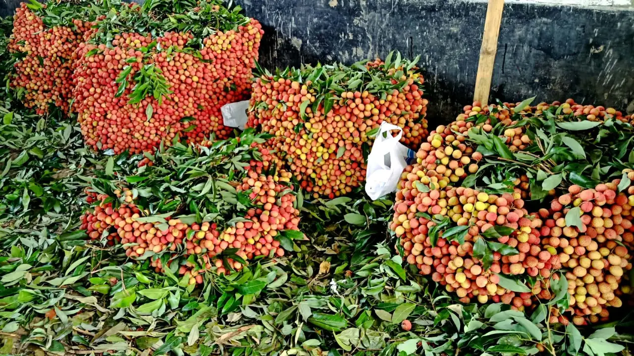 বসুন্দিয়া হাটে জমজমাট লিচুর বাজার, প্রতিদিন বেচাকেনা ৪লাখ, মৌসুমে টার্গেট সাড়ে ৭কোটি টাকা