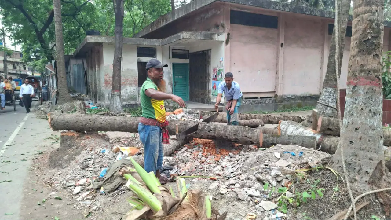 গেট বানাতে জেলা শিক্ষা অফিসের পাঁচটি নারকেল গাছ কেটে ফেলা হয়েছে