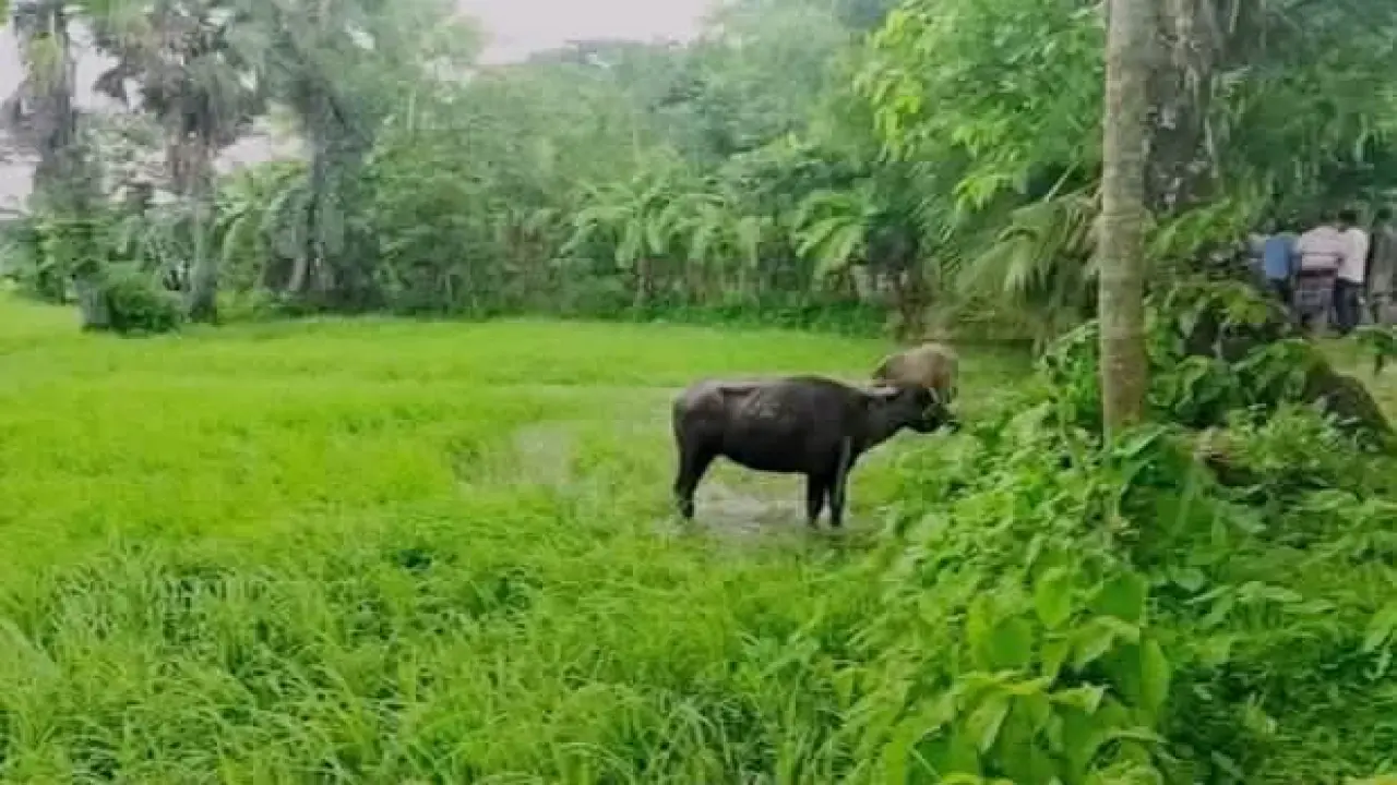 গলাচিপায় ৬টি চোরাই মহিষ আটক, মালিকের সন্ধান মিলছে না