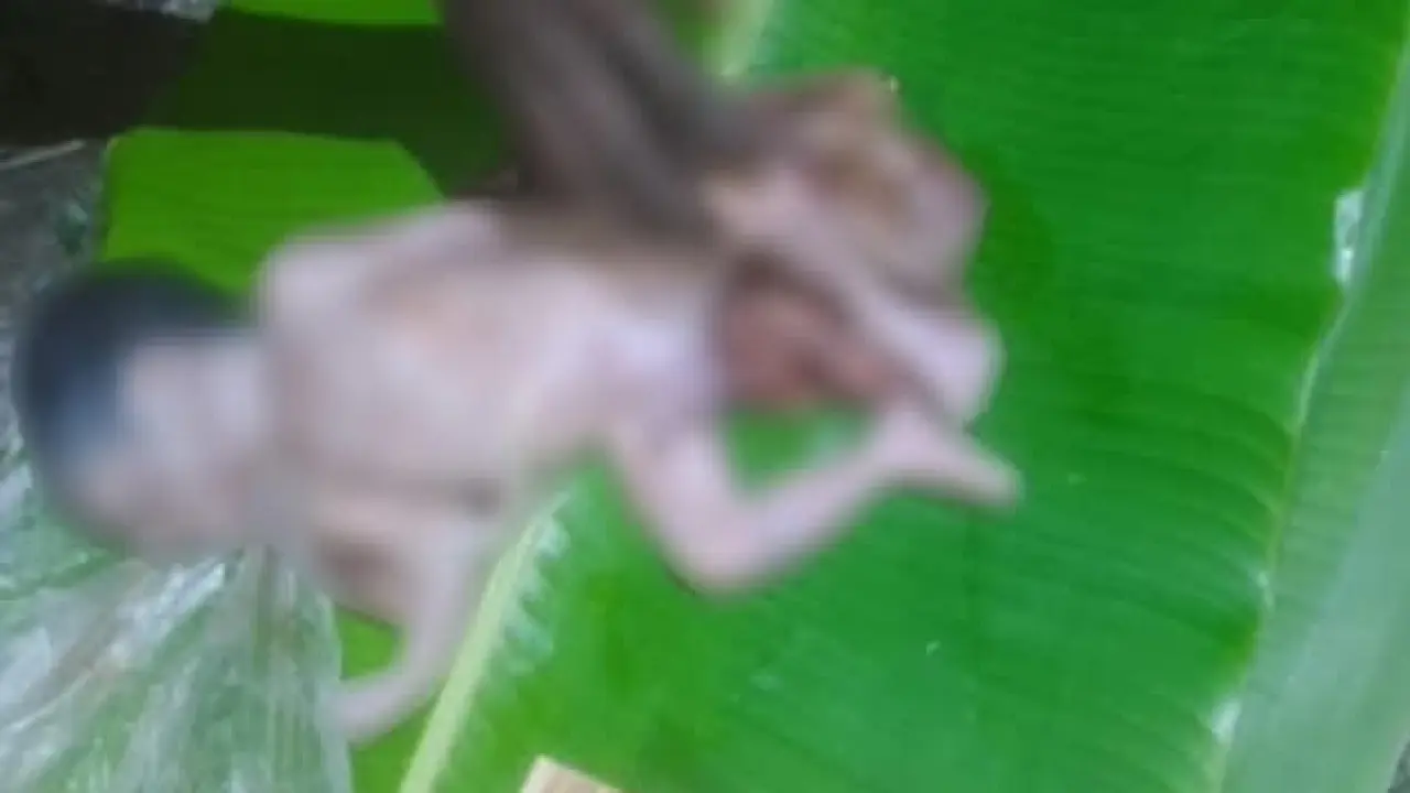 গলাচিপায় নবজাতকের মরদেহ উদ্ধার