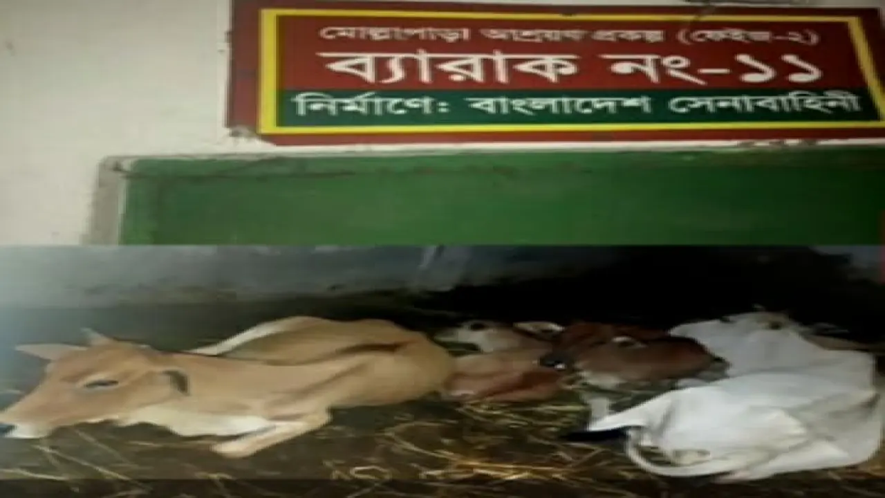 গলাচিপায় অধিকাংশ আশ্রয়ণকেন্দ্রে এখন গরু-ছাগলের বসবাস