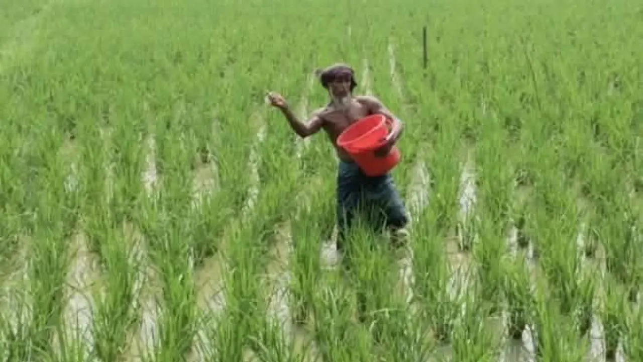 গলাচিপায় শত প্রতিকূলতার মাঝেও রোপা আমনে কৃষকের বাম্পার ফলনের আশা