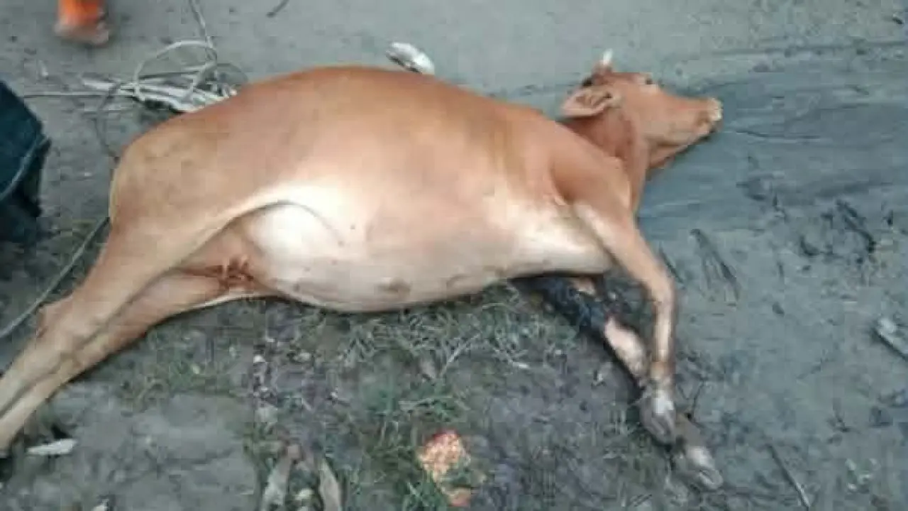 গলাচিপায় ভুল চিকিৎসার অভিযোগে প্রাণ গেল গাভিন গরুর, কান্নায় ভেঙে পড়লেন খামারি