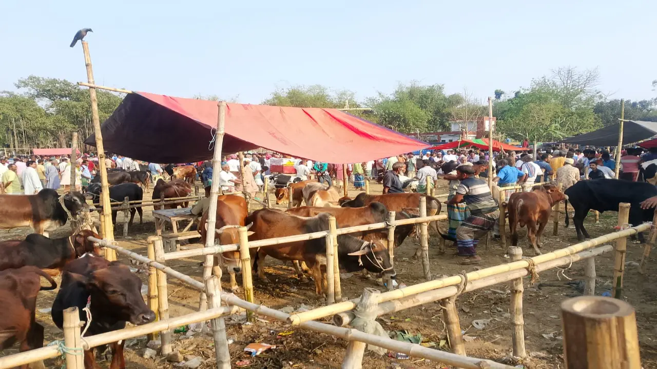 গঙ্গাচড়ার বেতগাড়ী গরুর হাটে অতিরিক্ত ফি আদায়  প্রশাসন নিরব
