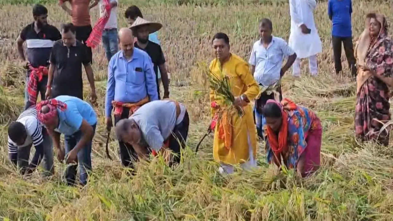 গোপালগঞ্জে বিধবা নারীর ২ বিঘা জমির ধান কেটে দিলেন এমপি জিলানী