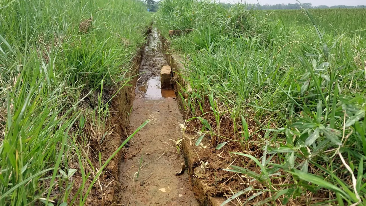 গোপালগঞ্জে সেচ কমিটির বিরুদ্ধে ধানক্ষেতে কৃষকদের মানববন্ধন