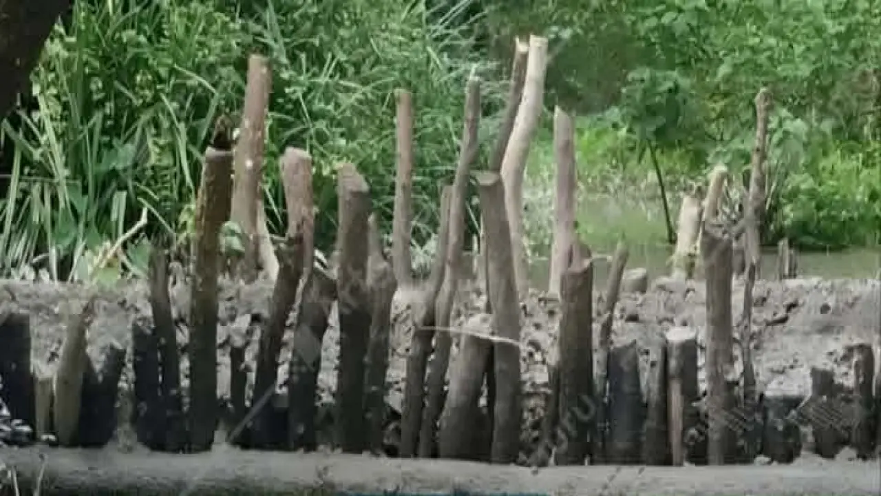 হুমকির মুখে জীববৈচিত্র্য  গলাচিপায় সংরক্ষিত বনে বাঁধ দিয়ে মাছ শিকার