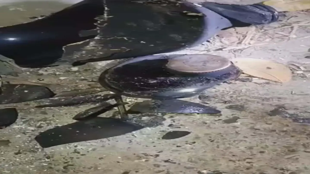 কেশবপুরে আবারো ককটেল বিস্ফোরণ  বাড়ছে জনমনে আতঙ্ক।