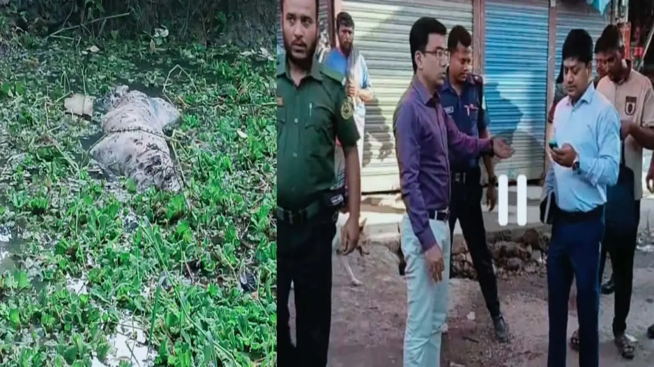 মাংসের দোকানে গর্ভবতী গরু    জবাই, ঘটনাস্থলে মিললো    মৃত বাছুর