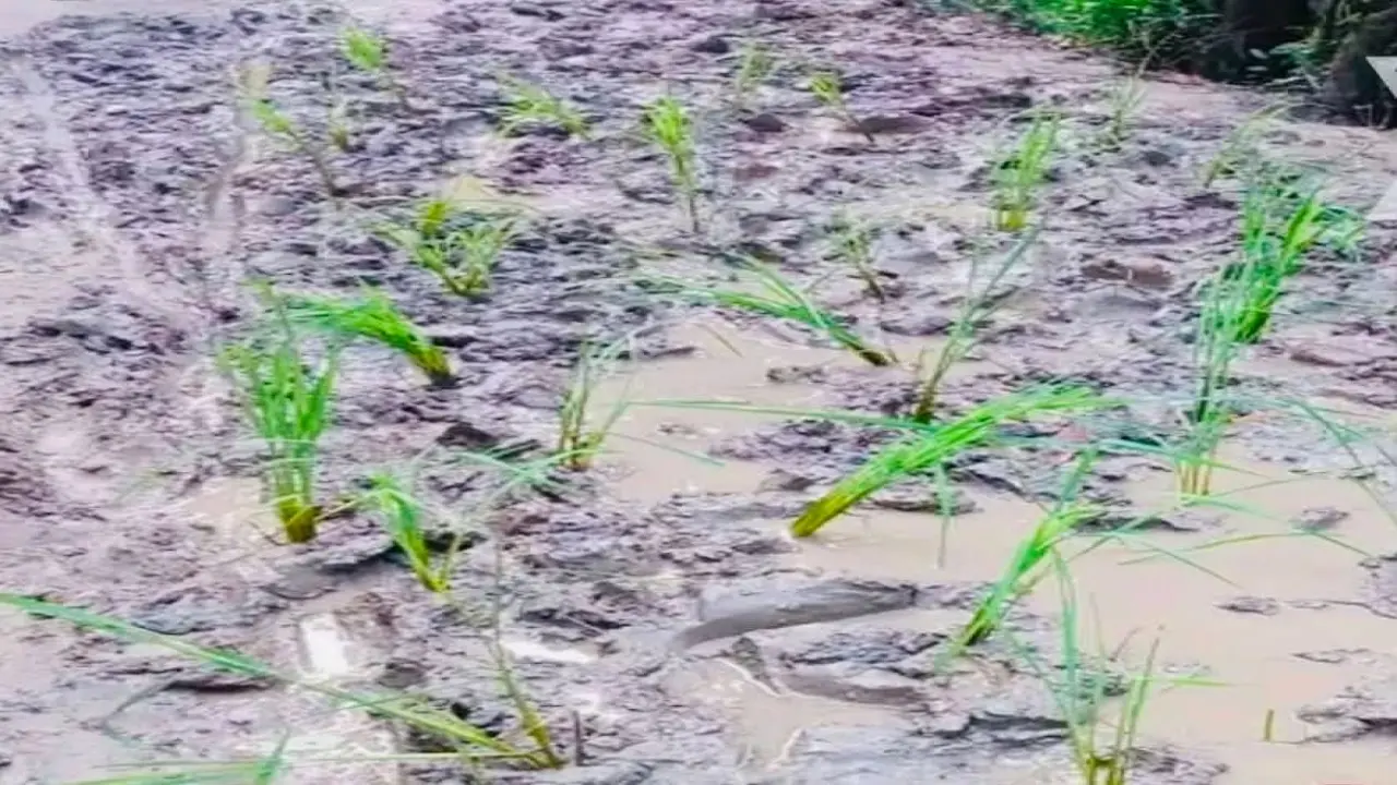 মেহেন্দিগঞ্জে সড়কের বেহাল দশা, জনক্ষোভে সড়কে ধান রোপন।