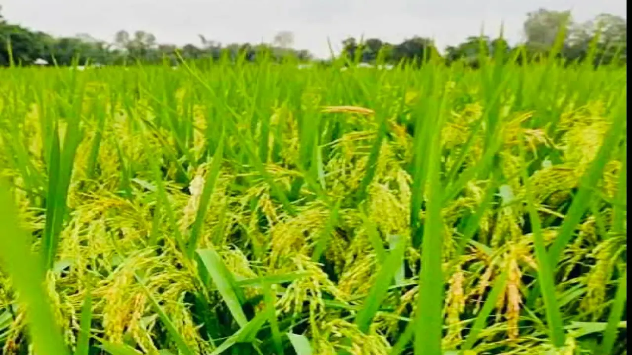 মেহেন্দিগঞ্জে টানা বৃষ্টির ফলে ধান কাঁটা নিয়ে উৎকন্ঠায় ইরি চাষিরা।