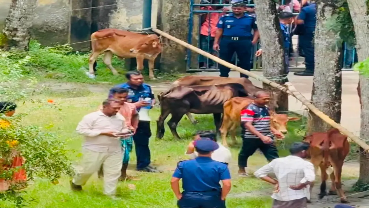 মেহেন্দিগঞ্জে থানায় ২৮ টি গরু নিলামে ১৬ লক্ষ ৪৫ হাজার টাকায় বিক্রি।