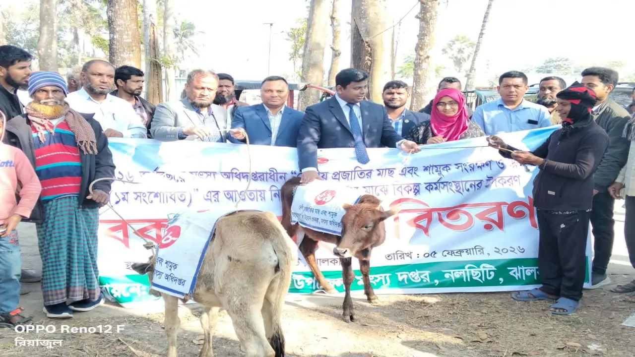 নলছিটিতে জেলেদের বিকল্প কর্মসংস্থানে ৬০টি বকনা বাছুর বিতরণ