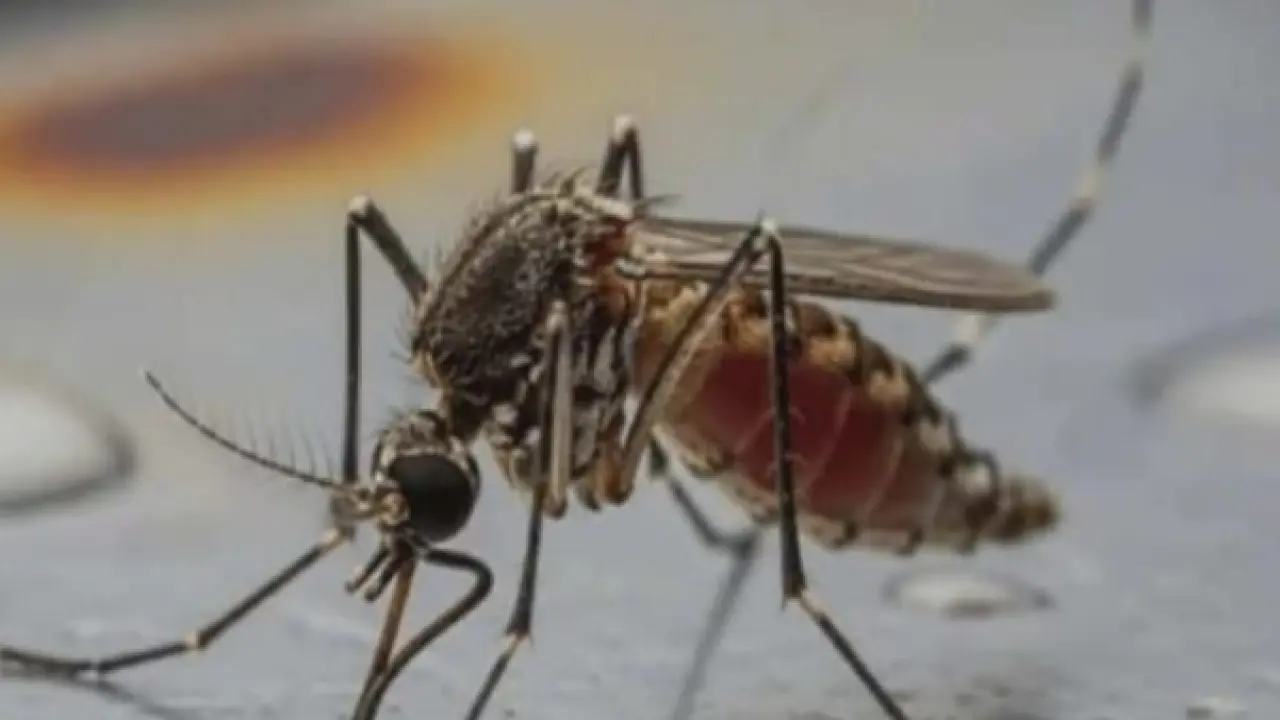 পটুয়াখালীতে মশার চরম উপদ্রব: অতিষ্ঠ জনজীবন, বাড়ছে স্বাস্থ্যঝুঁকি