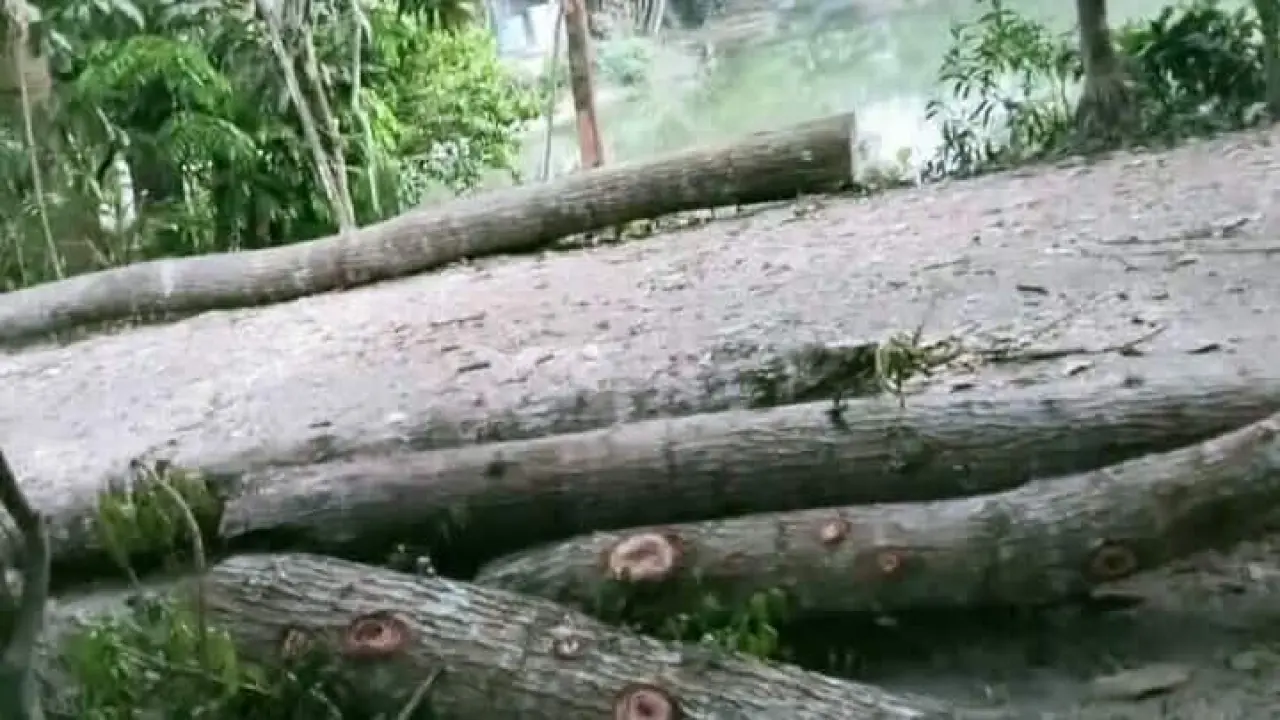 রাতের আধারে অর্ধলক্ষাধিক টাকার গাছ লুটের অভিযোগ