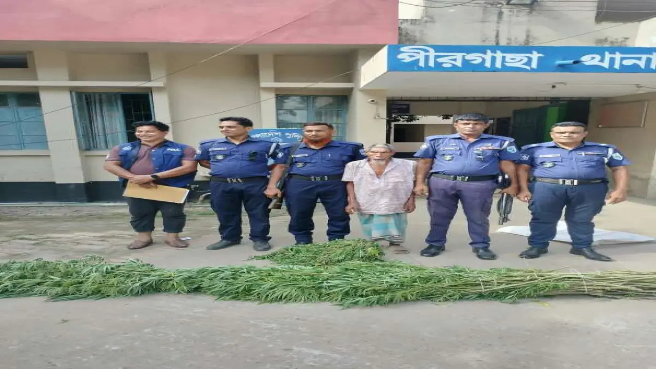 রংপুরে গাঁজার গাছ উদ্ধার আটক বৃদ্ধ