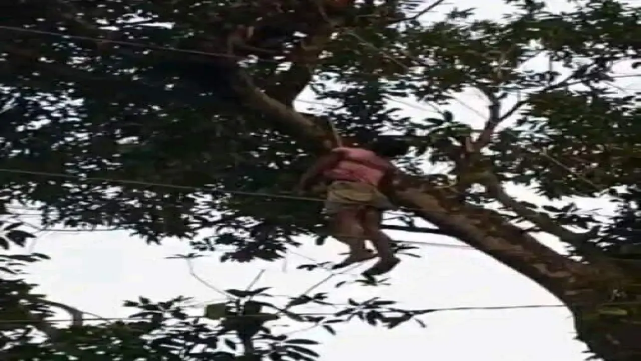 শ্বশুরবাড়িতে আম পাড়তে গিয়ে বিদ্যুৎস্পৃষ্টে জামাইয়ের মৃত্যু
