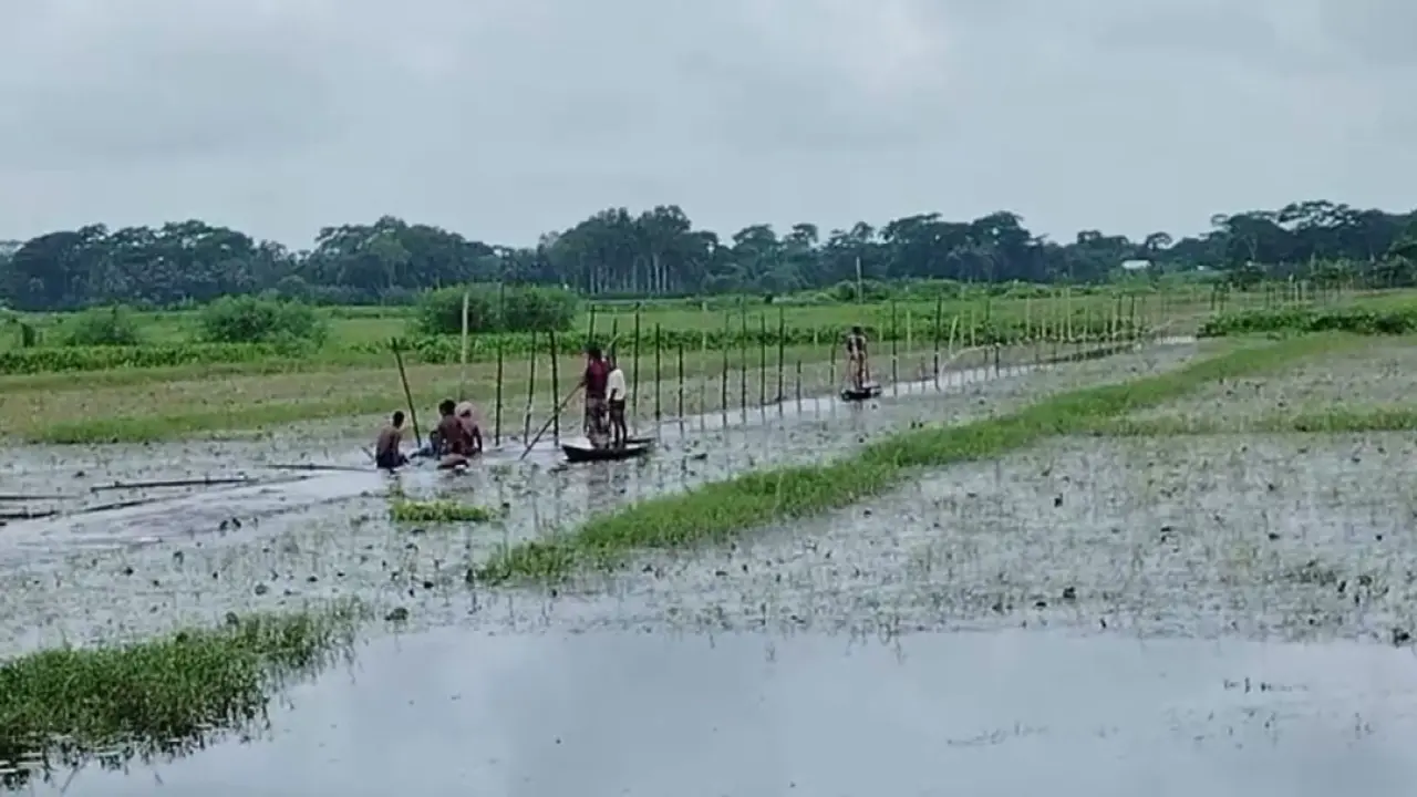 টুঙ্গিপাড়ায় চিথলিয়ার বিলের ১ হাজার একর জমি দখল প্রভাবশালীদের মাছ চাষের পায়তারা
