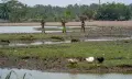 বঙ্গোপসাগরের বুকে নিঝুম দ্বীপে মূল্যবান ভারী খনিজের সন্ধান