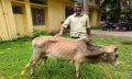 বরগুনাজুড়ে লাম্পি স্কিন ও ক্ষুরা রোগের তাণ্ডব, বিপর্যস্ত খামারিরা