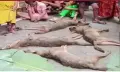 বরিশালে ৭টি শিয়াল হত্যার অভিযোগ,মাংস দিয়ে খিচুড়ি রান্না ও ফেসবুকে বিক্রির প্রস্তাব