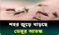 ডেঙ্গু প্রতিরোধে নেই কোনো উদ্যোগ, পৌর কর্তৃপক্ষ নির্বিকার
