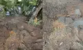 গলাচিপা বুকলবাড়িয়া ইউনিয়নে গভীর রাতে সরকারি গাছ কাটার অভিযোগ।