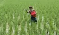 গলাচিপায় শত প্রতিকূলতার মাঝেও রোপা আমনে কৃষকের বাম্পার ফলনের আশা