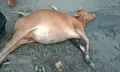 গলাচিপায় ভুল চিকিৎসার অভিযোগে প্রাণ গেল গাভিন গরুর, কান্নায় ভেঙে পড়লেন খামারি