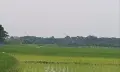 গলাচিপায় জমি নিয়ে বিরোধ, সংখ্যালঘু পরিবার দিশেহারা