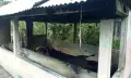 গোপালগঞ্জে আগুনে পুড়ে মারা গেছে পাঁচটি দুধেল গাভী