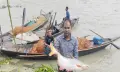 হিজলায় অভিযানের সুফল পাচ্ছেন জেলেরা, বড় পাঙ্গাশে খুশি জেলেরা