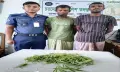 লাল শাকের খেতে গাঁজা গাছ, আটক দুই চাষি