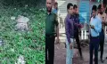 মাংসের দোকানে গর্ভবতী গরু    জবাই, ঘটনাস্থলে মিললো    মৃত বাছুর