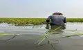 মৌলভীবাজারে বোরো ধানে বিপর্যয়—২১০০ হেক্টর জমি ক্ষতিগ্রস্ত