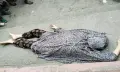 রংপুরে হোটেল ছাদ থেকে লাফিয়ে তরুণীর মৃত্যু