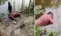 সাদুল্লাপুরে ব্রিজের নিচে পানিতে ভাসমান অবস্থায় অজ্ঞাতপরিচয় এক নারীর মরদেহ উদ্ধার