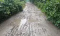 সাতলা সেতু থেকে শিবপুর পর্যন্ত সড়কের বেহাল দশা, দ্রুত সংস্কারের দাবি