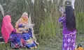 শরতের শুভ্রতায় মুগ্ধ বরগুনা, বিসিকের কাশফুলে দর্শনার্থীদের ভিড়