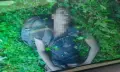 ঠাকুরগাঁও সীমান্তে বিএসএফের গুলিতে বাংলাদেশি যুবক নিহত
